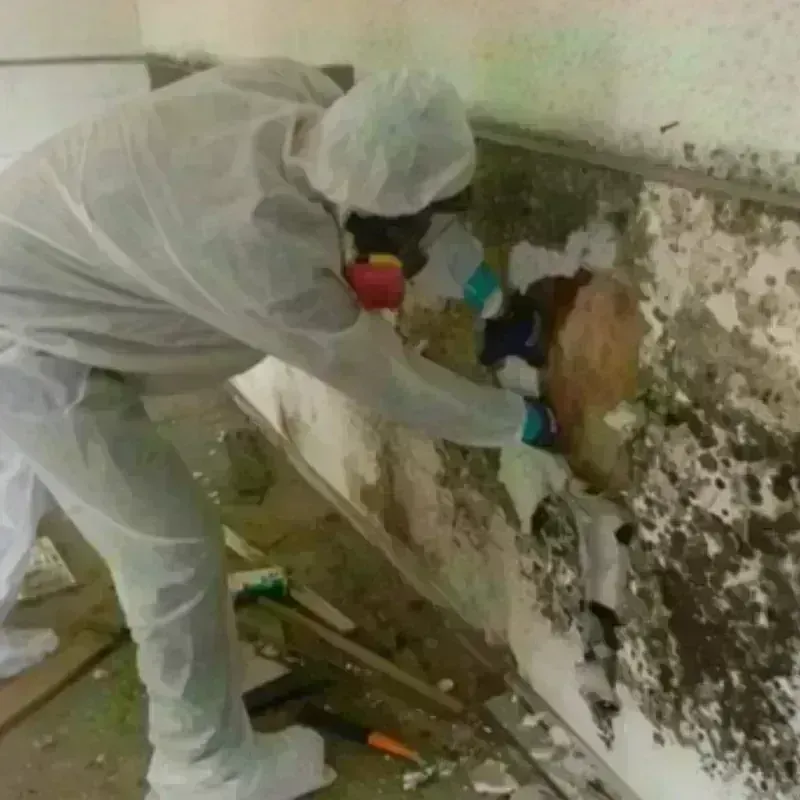 Mold Remediation and Removal in Daggett County, UT